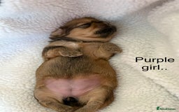 Zuchon dogs for sale: Zuchon pups - Image 6