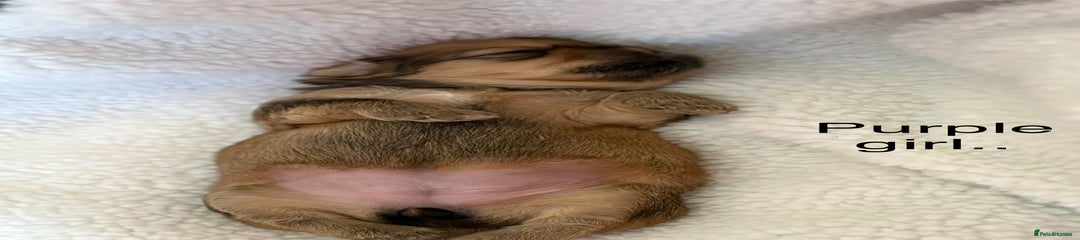 Zuchon Puppy 3