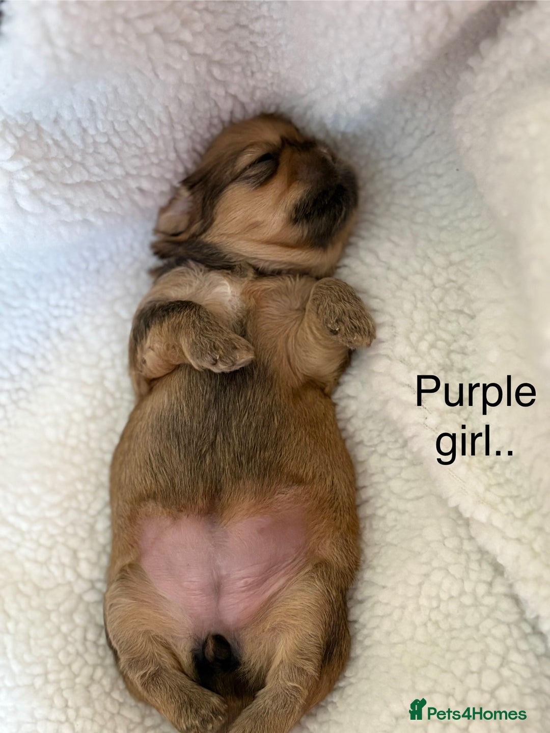 Zuchon dogs for sale: Zuchon pups - Image 6