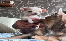 Chihuahua dogs for sale: Adorable apple head short coat chihuahua puppies.  - Image 19