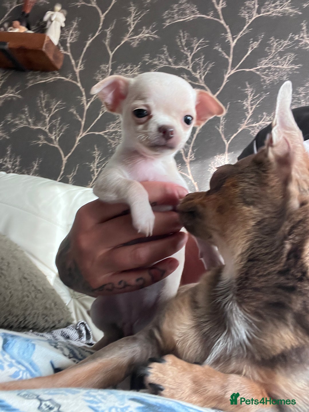 Chihuahua dogs for sale: Adorable apple head short coat chihuahua puppies.  - Image 19
