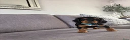Cocker Spaniel dogs for sale: Beautiful tri coloured cocker spaniel pups   - Advert 11