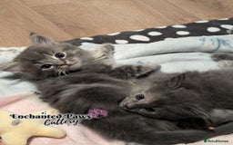 Ragcoon cats for sale: Stunning Ragcoon kittens! - Image 3