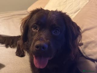 Cockerdor dogs Labrador mix dog for sale - Advert 2