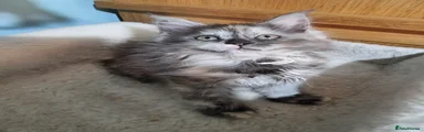 Maine Coon 2