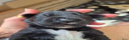 Springador dogs for sale: Fabulous Springador Puppies for Sale in Halesworth - Advert 25