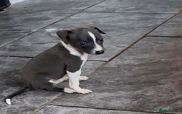 Italian Greyhound dogs for sale: KC registered Italian Greyhounds  - Image 15