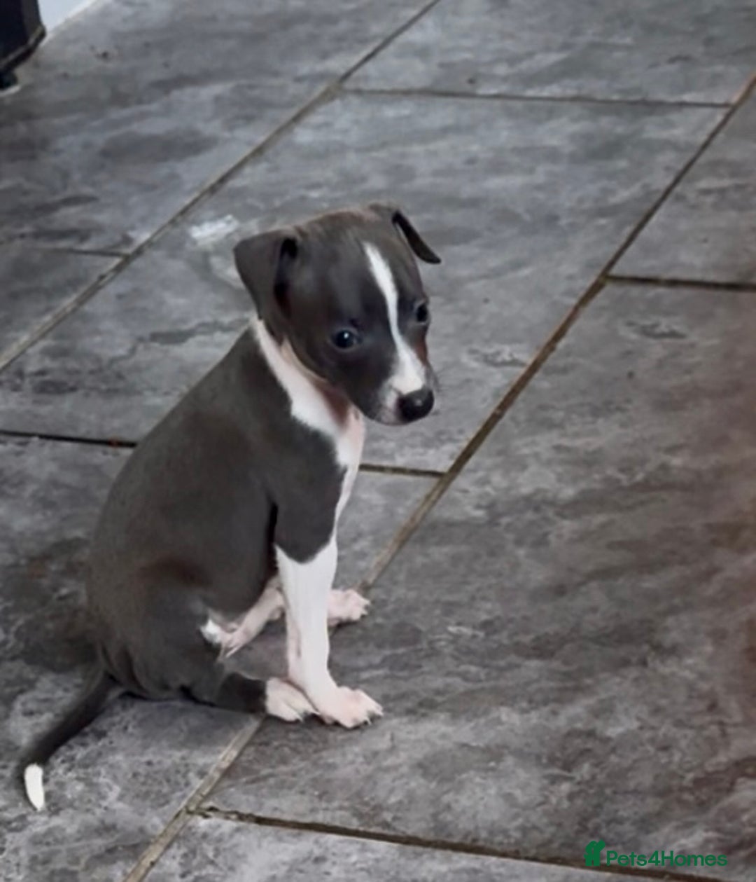 Italian Greyhound dogs for sale: KC registered Italian Greyhounds  - Image 15