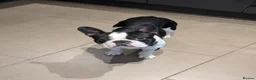 Boston Terrier dogs for stud: Boston terrier stud - Advert 3