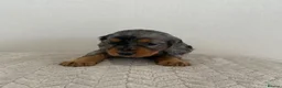 Cocker Spaniel dogs for sale: 2 working cocker spaniels  - Advert 11