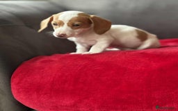 Miniature Dachshund dogs for sale: Beautiful miniature dachshund  - Image 4