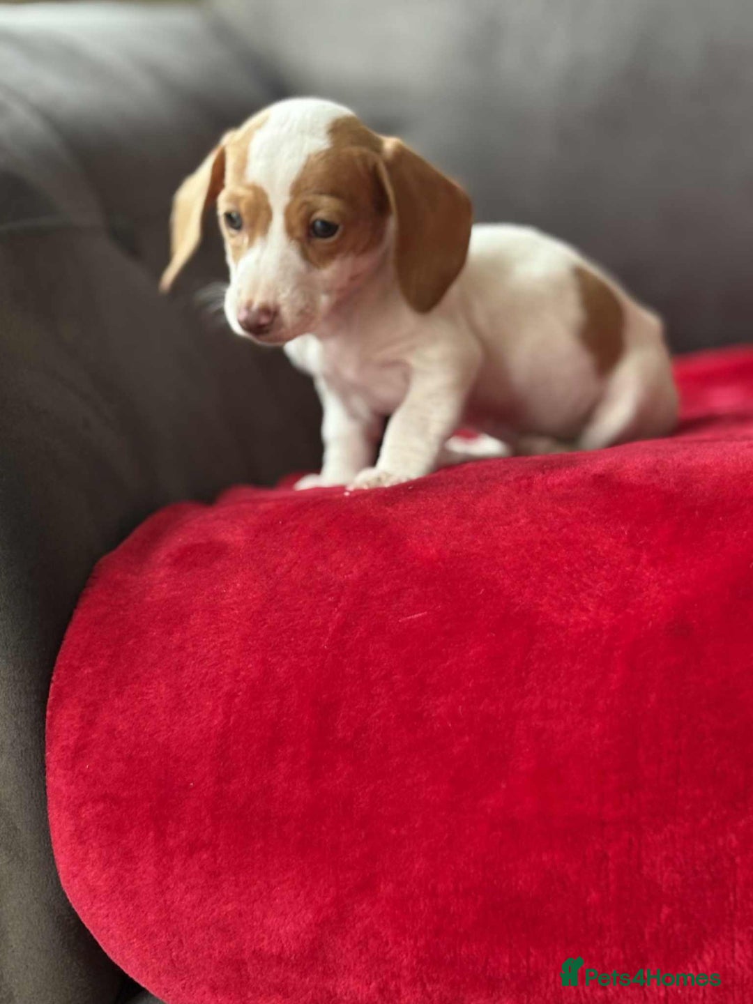 Miniature Dachshund dogs for sale: Beautiful miniature dachshund  - Image 4