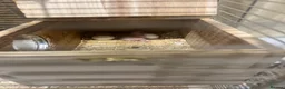 Conures birds for sale: Two Green Conures - pineapple and green parents  in ELY - Advert 7