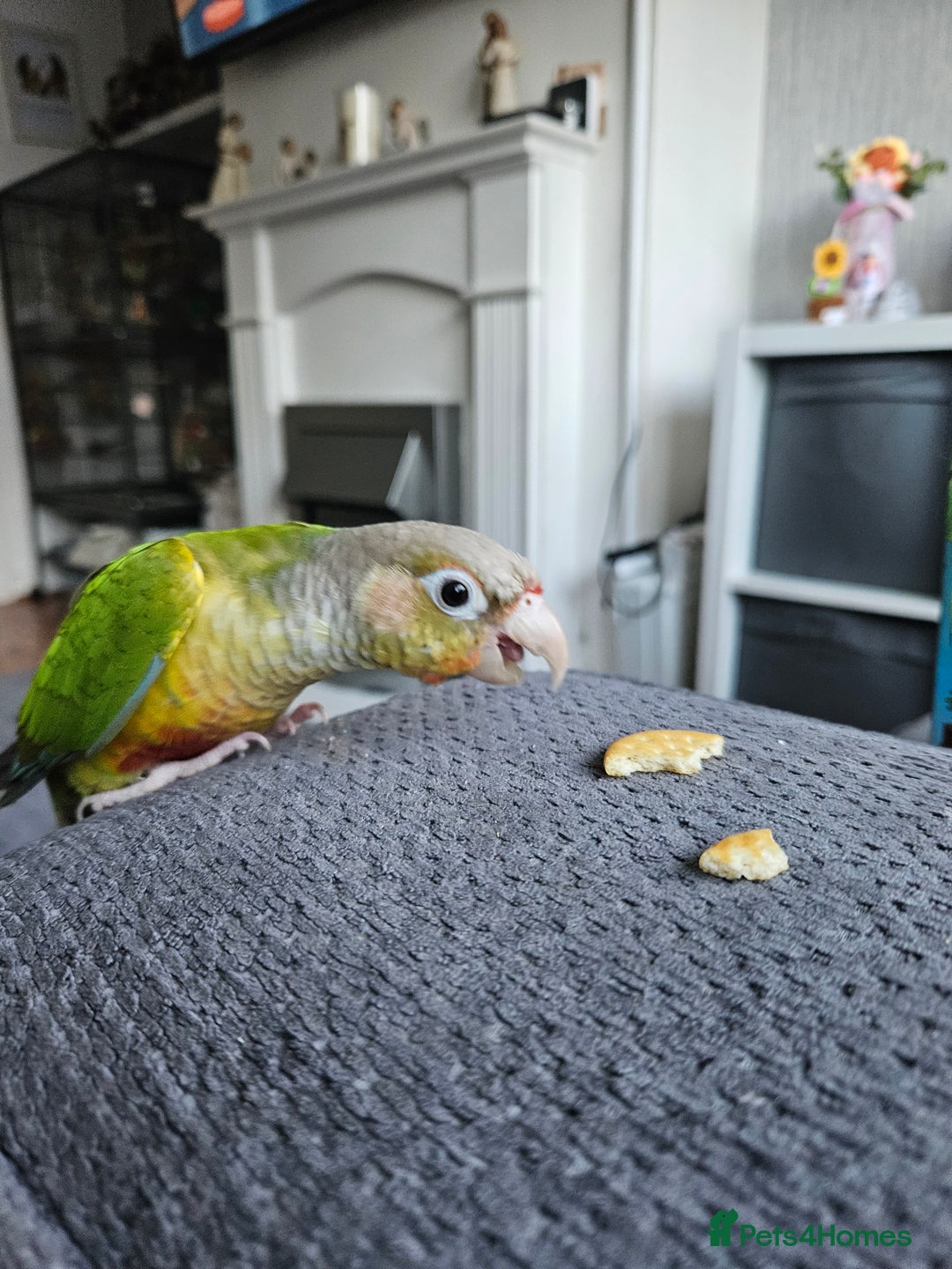 Conures birds for sale: 2 x conure parrots and cage pluc extras - Advert 5