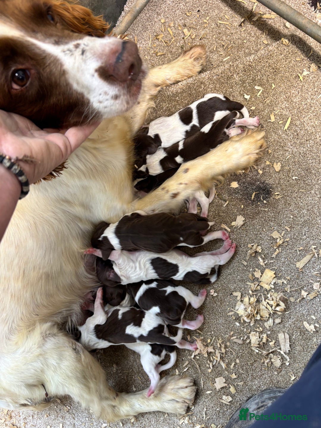 English Springer Spaniel dogs for sale: Springer Spaniel Puppies Ready to go - Image 9