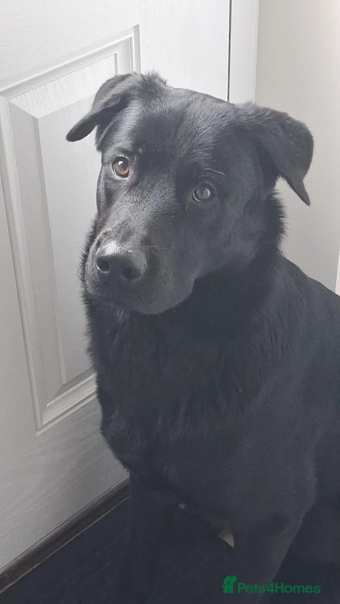 Mixed Breed dogs for sale: German Shepherd/ Rottweiler  in Liverpool - Advert 1