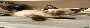 Ragdoll 2