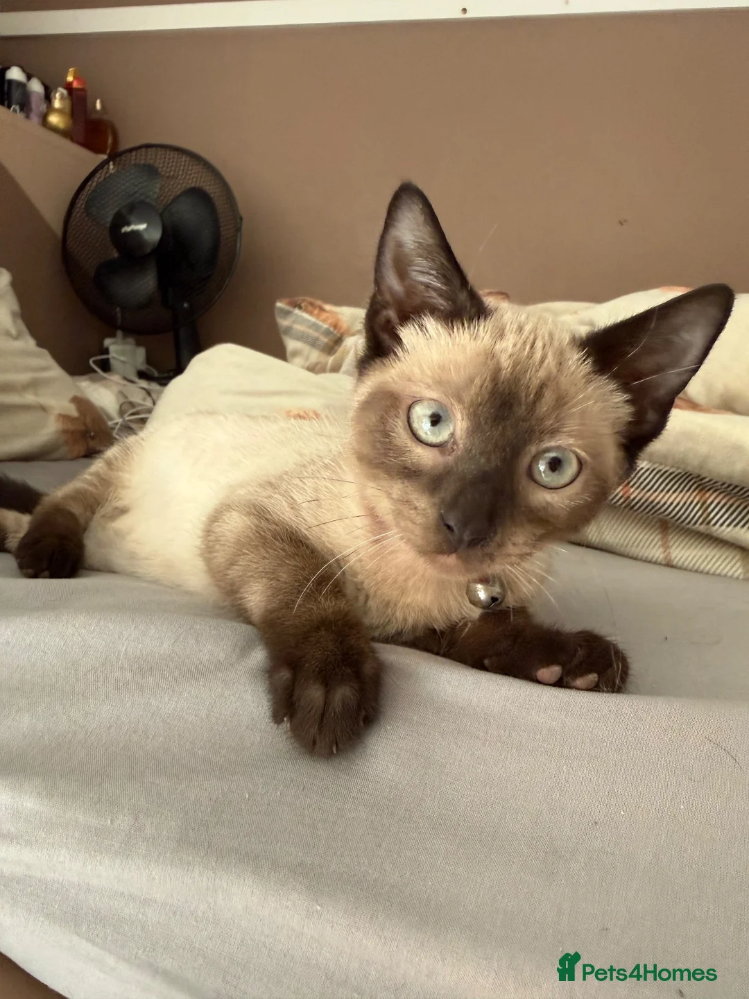 Ragdoll cats for sale: Mixed Seal Point Ragdoll Kittens Male & Female - Advert 2