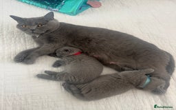 British Shorthair cats for sale: London: GCCF Pedigree British Blue Shorthair Girls - Image 11
