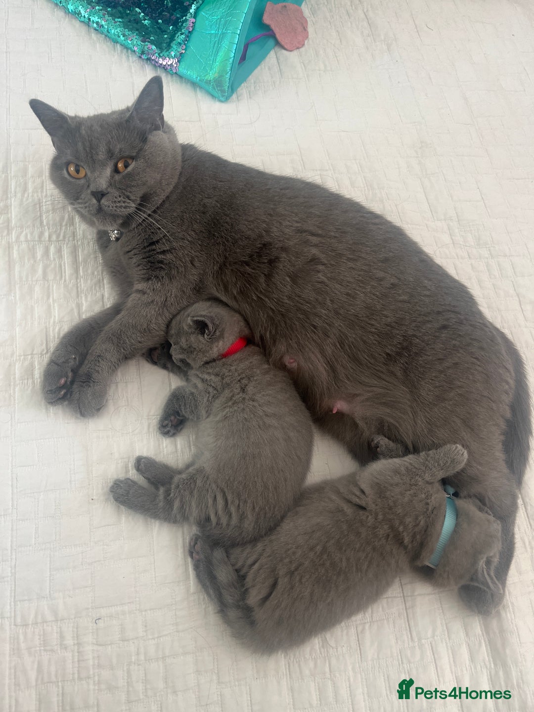 British Shorthair cats for sale: London: GCCF Pedigree British Blue Shorthair Girls - Image 11