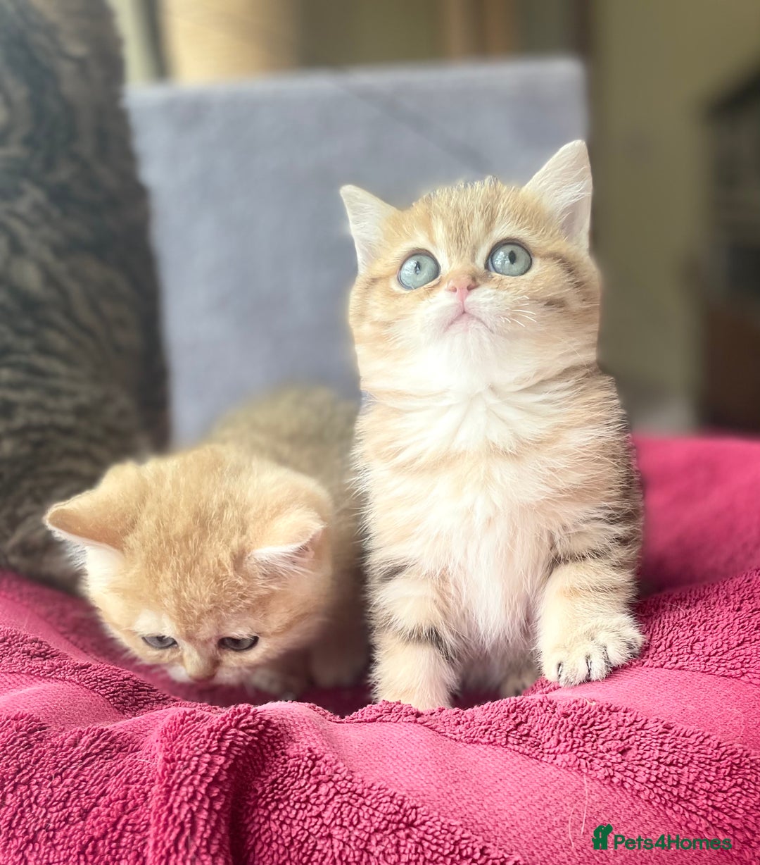 British Shorthair cats for sale: Beautiful British shorthair  - Advert 9