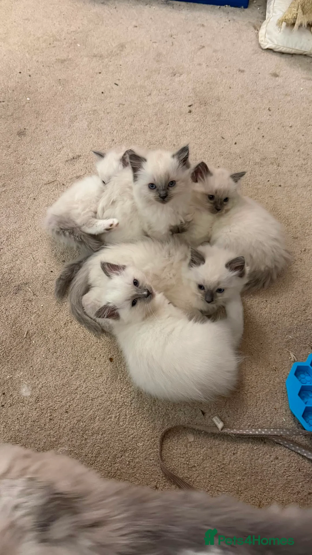 Ragdoll cats for sale: Ragdoll Kittens, Long-haired, Blue Point - Advert 10