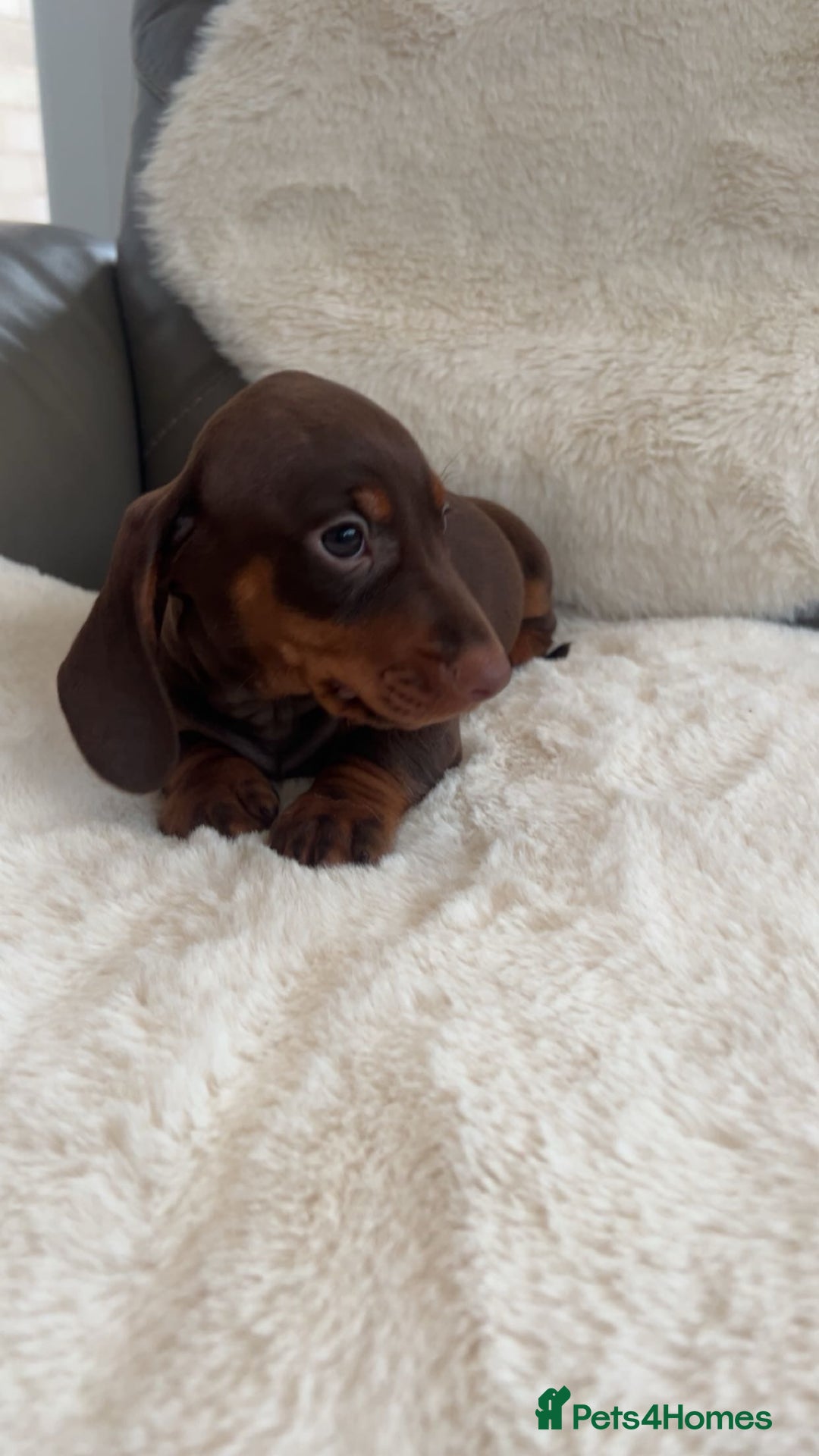 Dachshund dogs for sale: Dachounds for sale  - Image 5