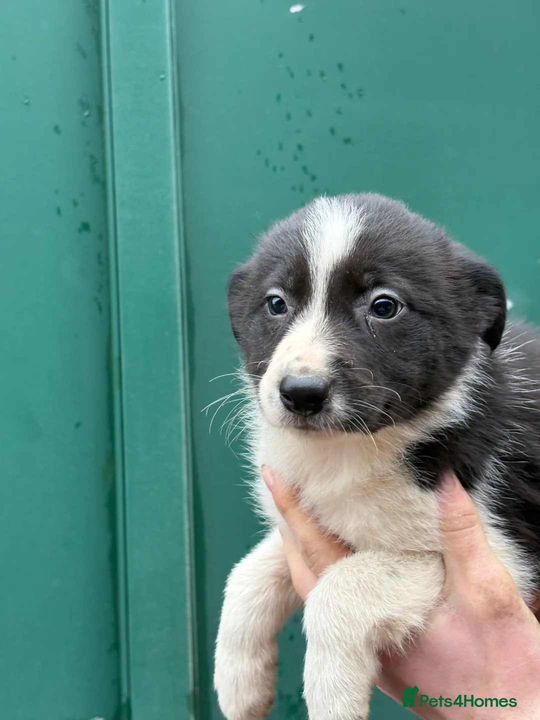 Border Collie dogs for sale: Gorgeous border collie pups - Advert 6