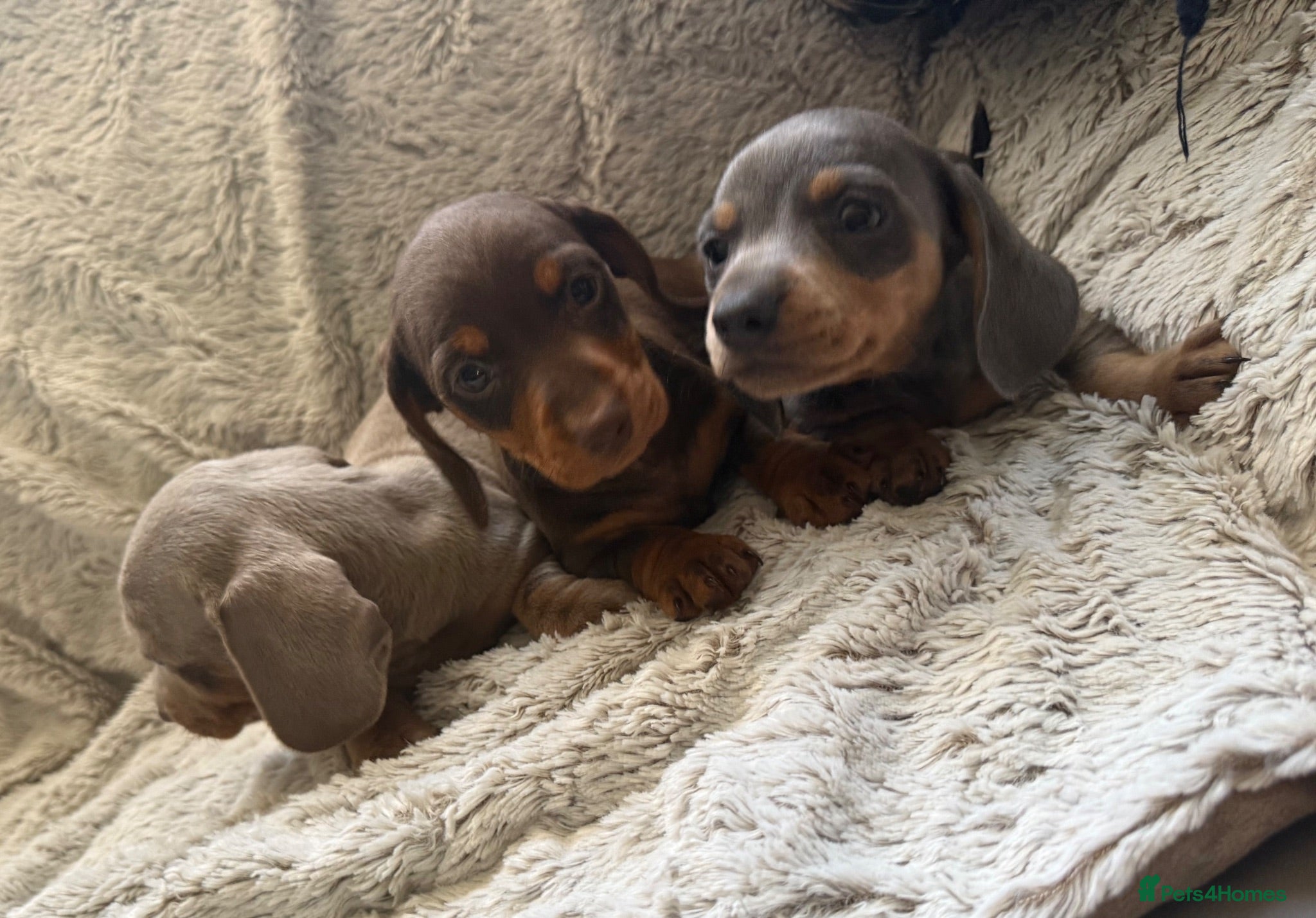 Dachshund dogs Beautiful Dachshund puppies  - Advert 1