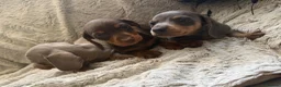 Dachshund dogs for sale: Beautiful Dachshund puppies  - Advert 1