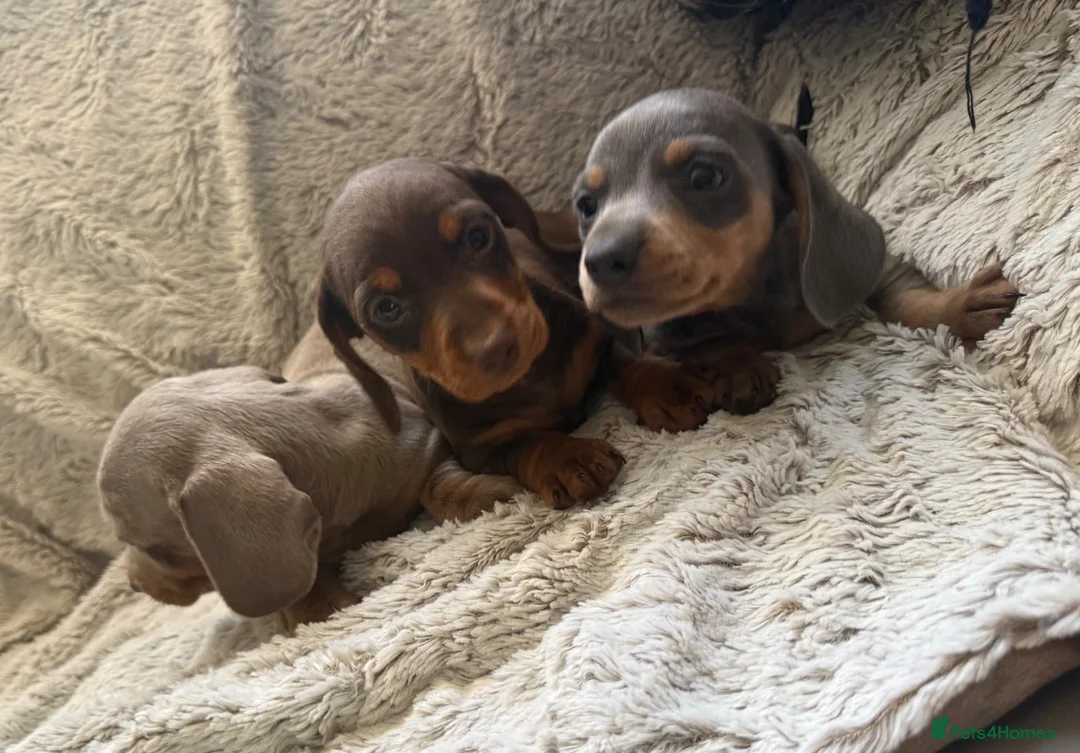 Dachshund dogs for sale: Beautiful Dachshund puppies  - Advert 1