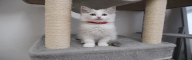 Ragdoll 3