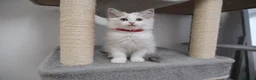 Ragdoll cats for sale: Champion European R-Bloodline Ragdoll Kittens - Advert 3