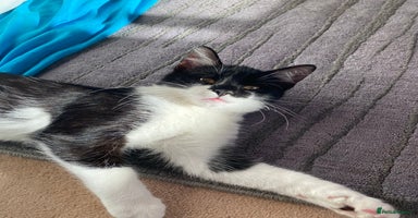 Mixed Breed cats - Advert 16