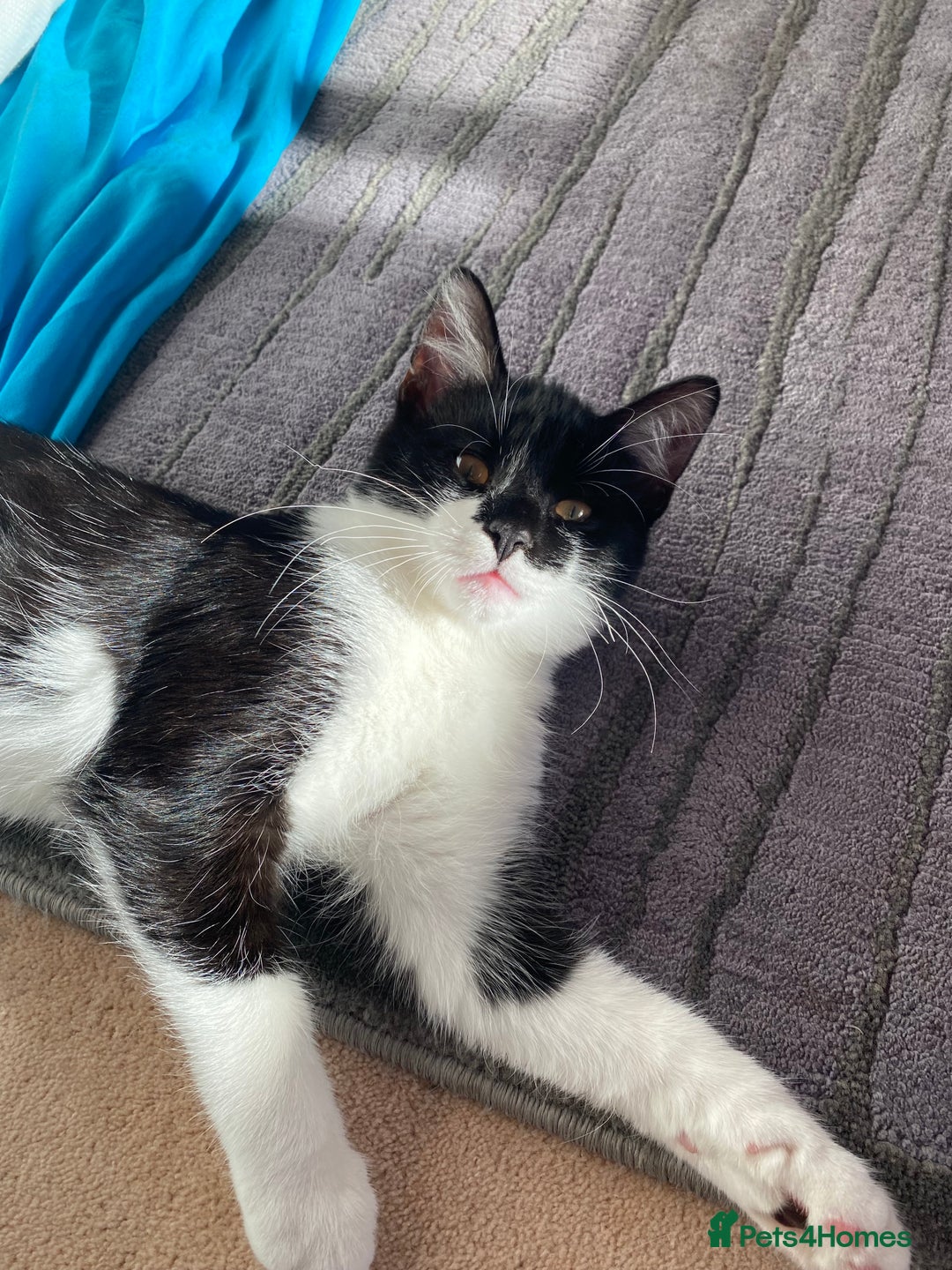 Mixed Breed cats for sale: Beautiful kitten  - Image 1