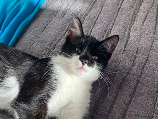 Mixed Breed cats - Advert 15