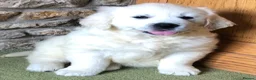 Golden Retriever dogs for sale: Lovely chunky cream puppies  - Advert 26