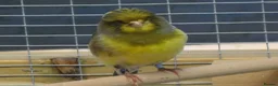 Canaries birds for sale: Gloster Canary Male - Advert 4