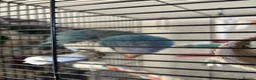 Parrots birds for sale: DNA Sexed Male Quaker  in Sleaford - Advert 3