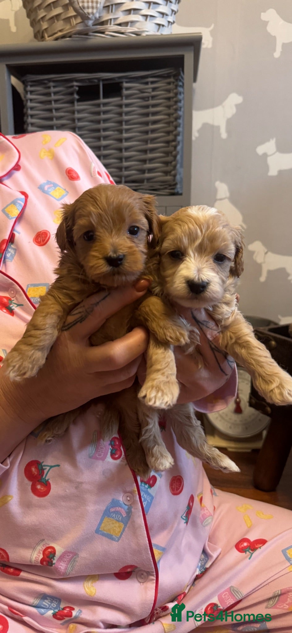 Maltipoo dogs Teddy bear maltipoo puppies  - Advert 1