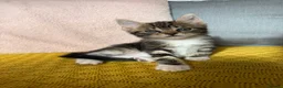 Mixed Breed cats for sale: Friendly kittens  - Advert 2