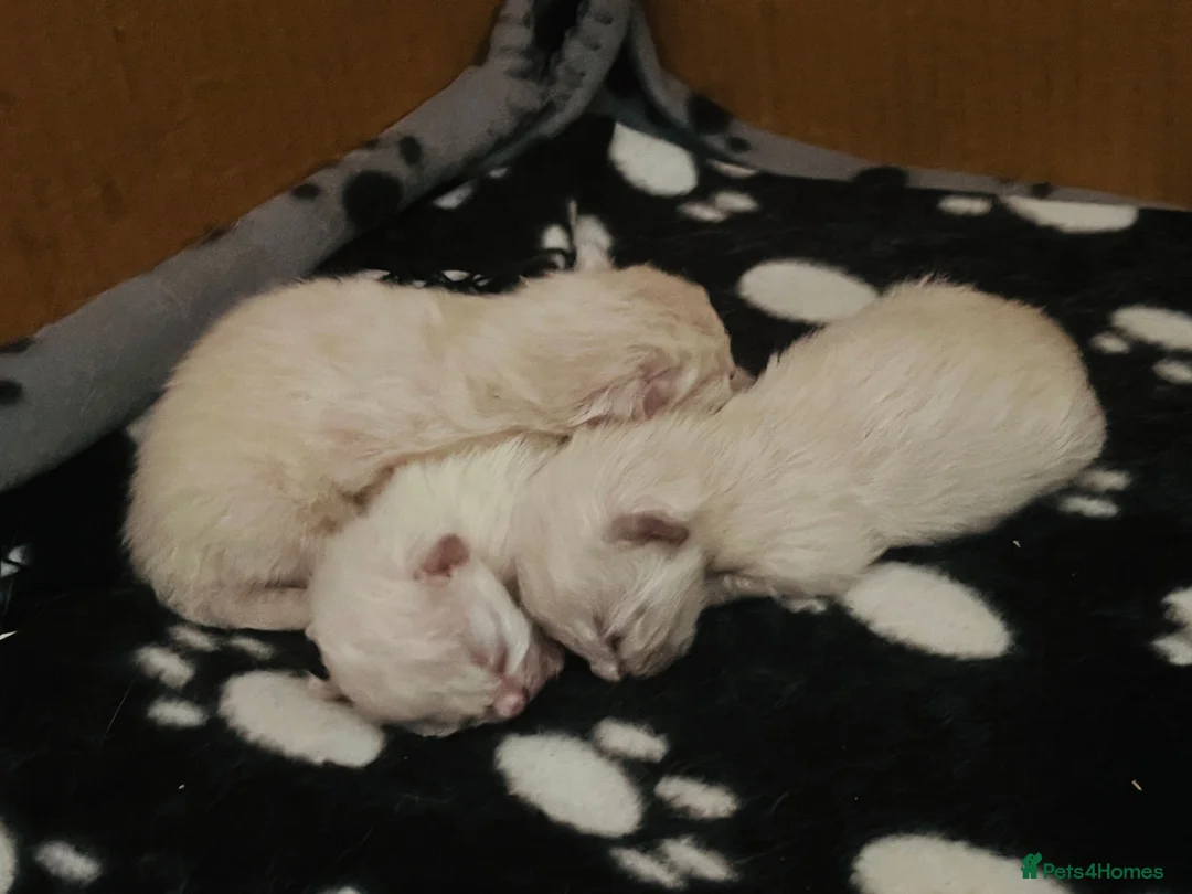 Ragdoll cats for stud: Stud Muffin in Ilkeston - Advert 27