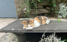 Mixed Breed cats for sale: Beautiful kittens for sale - Image 21