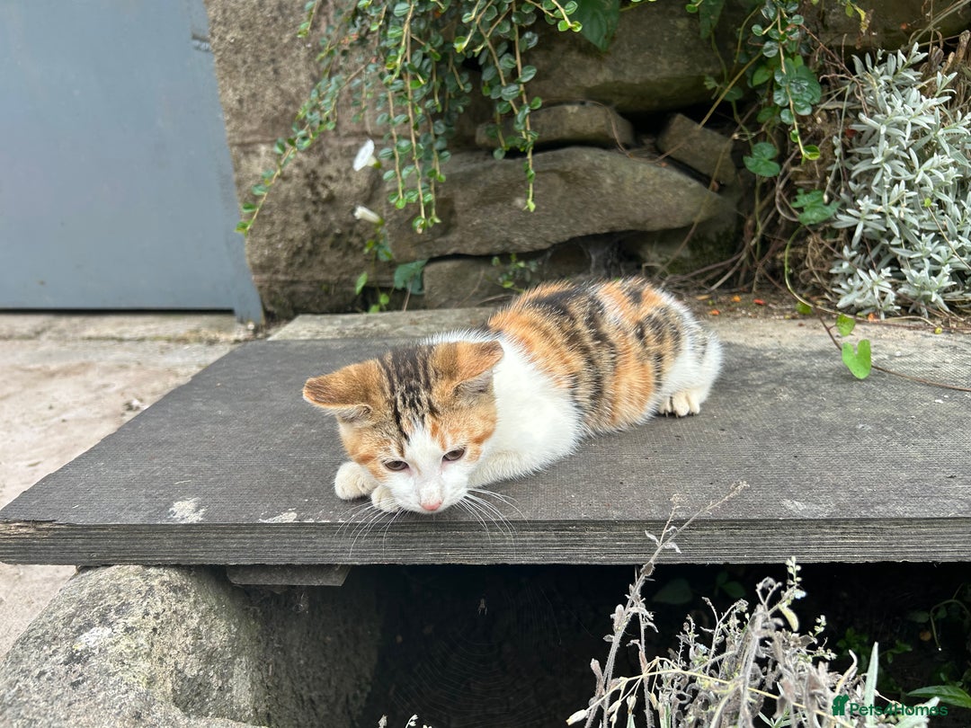 Mixed Breed cats for sale: Beautiful kittens for sale - Image 21