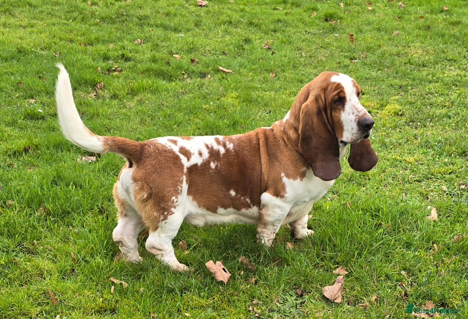 Basset Hound dogs Red & White KC REG Basset Hound Proven Stud - Advert 1