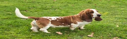 Basset Hound dogs for stud: Red & White KC REG Basset Hound Proven Stud - Advert 1
