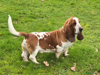 Basset Hound dogs Red & White KC REG Basset Hound Proven Stud - Advert 4