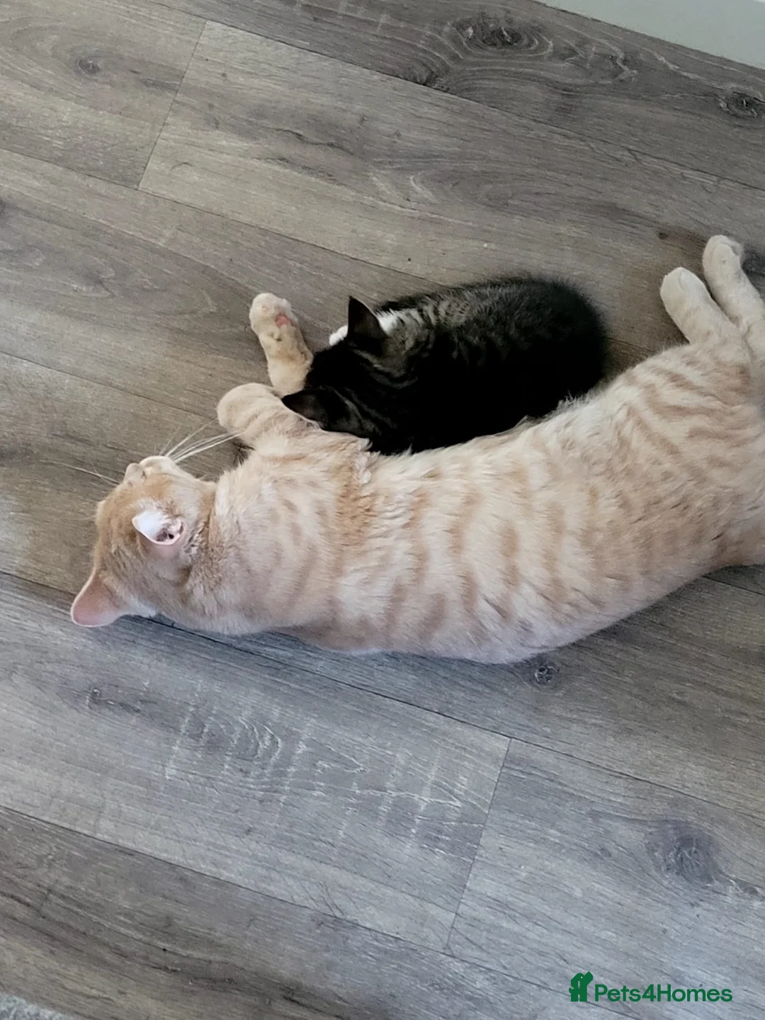 Mixed Breed cats for sale: Gshsh - Advert 1
