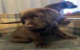 Labrador Retriever dogs for sale: Labrador Retriever puppies - Image 14