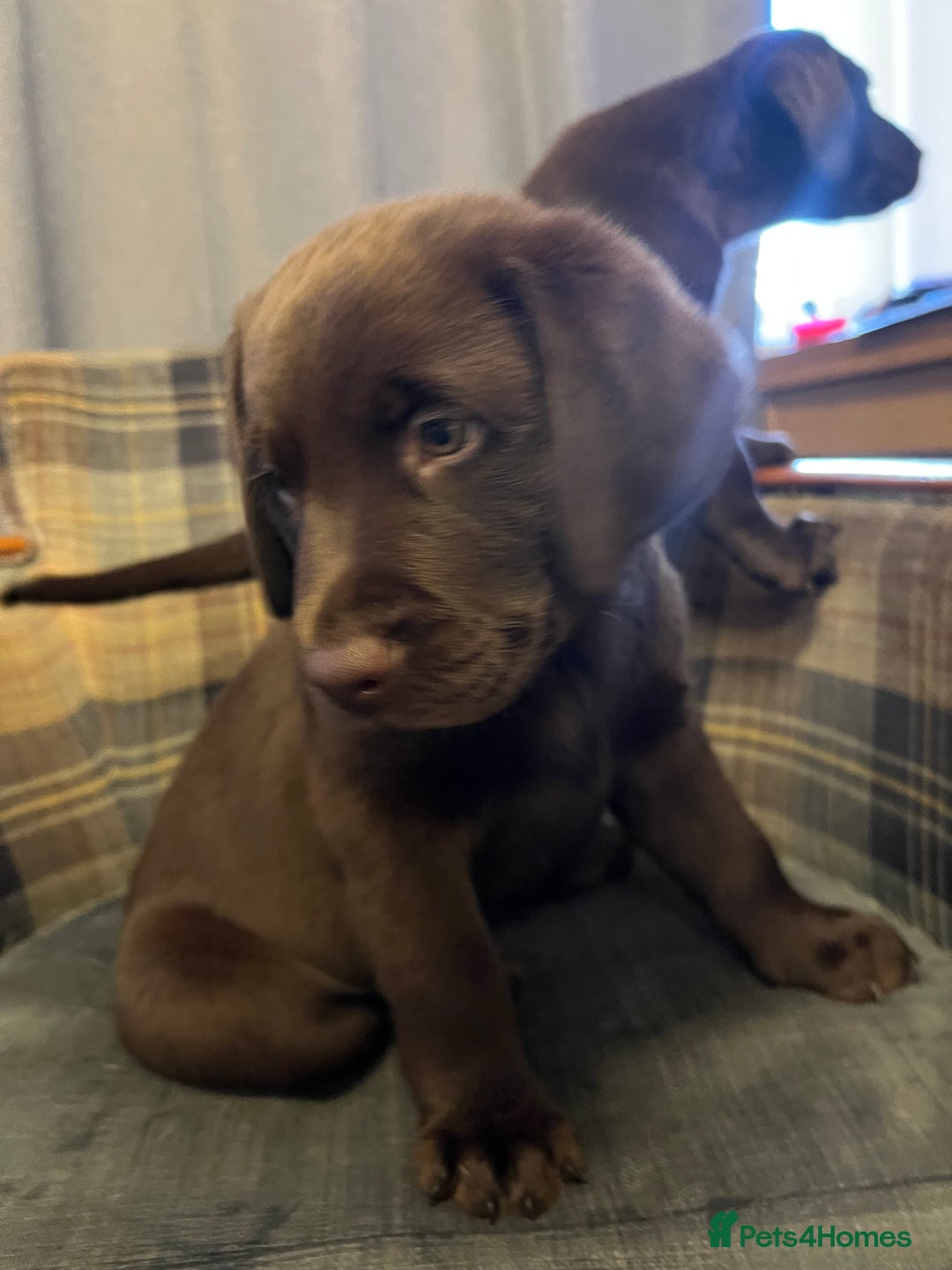 Labrador Retriever dogs for sale: Labrador Retriever puppies - Image 14